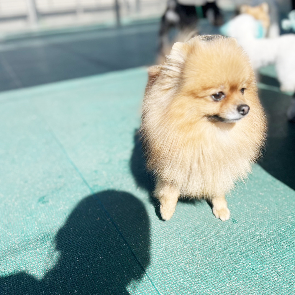 生徒が撮影したモデル犬の写真①